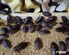杜比亚蟑螂生活习性有哪些