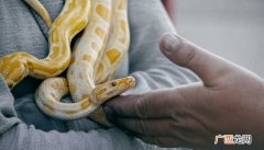 孕妇梦见大蛇是什么预兆