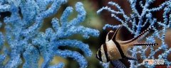 海树是指返回的树。它被称为海上渔民的黑珊瑚,下海时会带出来 海树