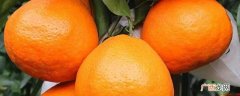 春见柑橘的果实高扁圆形 枇杷柑是什么水果