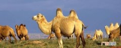 骆驼背上长着两个高耸的“肉鞍” 驼峰是什么味道