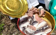 瑞典人喜欢吃奇臭无比的鲱鱼罐头 最臭的鱼罐头是什么鱼