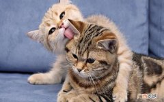 猫咪是在告诉你4个信号 小猫呼噜呼噜的时候是什么意思