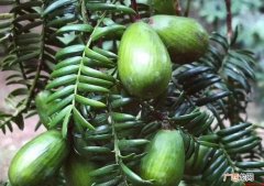 红豆杉科榧树形态特征有哪些 榧树形态特征有哪些