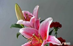 关于百合花的花语是什么 百合花的花语是什么