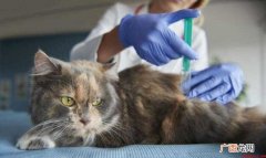 猫咪打狂犬疫苗的反应是什么