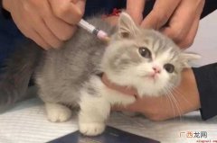 猫咪打完疫苗呕吐怎么回事
