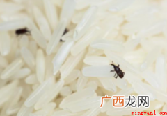 米放久了为什么会生虫 怎样防止大米生虫 米放久了为什么会生虫