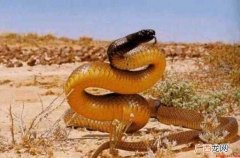 世界上最毒的蛇是什么