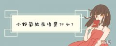 小野菊的花语是什么？