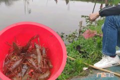 合肥周边钓小龙虾的好去处推荐 合肥哪里可以钓小龙虾